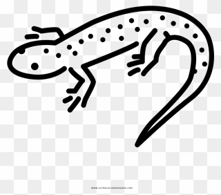 Transparent Newt Clipart - Portable Network Graphics - Png Download
