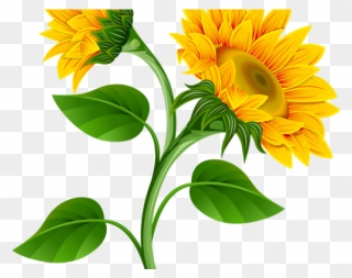 Transparent Background Sunflower Clipart - Png Download
