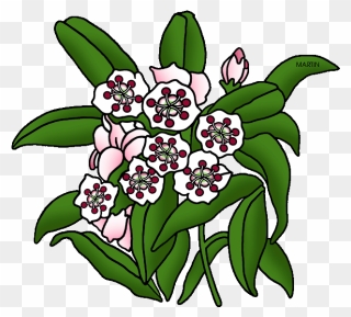 State Flower Of Connecticut Clipart