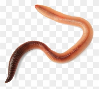 Worms Transparent Image - Worm Transparent Clipart
