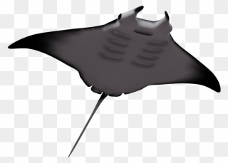Manta Ray Clipart - Manta Rays With White Background - Png Download