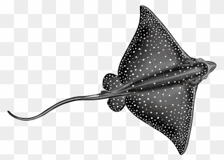 Spotted Eagle Ray Drawing Clipart