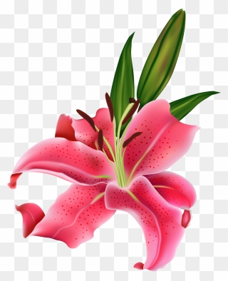 Tiger Lily Easter Lily Arum-lily Flower Clip Art - Calla Lily Pink Flower Png Transparent Png