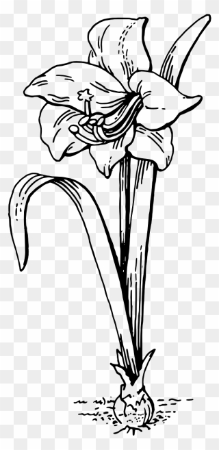 Amaryllis Drawing Easter Lily For Free Download - Amaryllis Clipart - Png Download