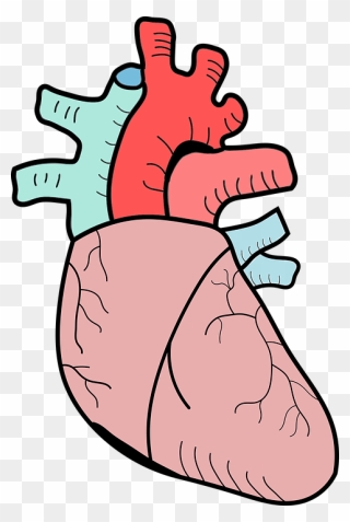 Heart Biology Png Clipart