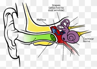 Image Of The Inner Ear Showing The Malleus, Stapes, - Inner Ear Clipart - Png Download