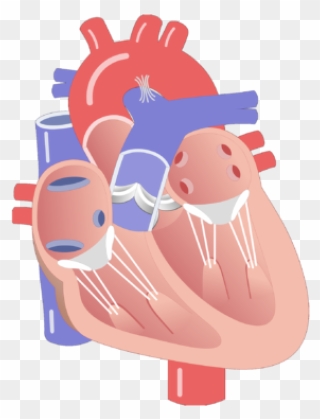 Interior View Of The Heart Valves - Valves Of The Heart Unlabeled Clipart