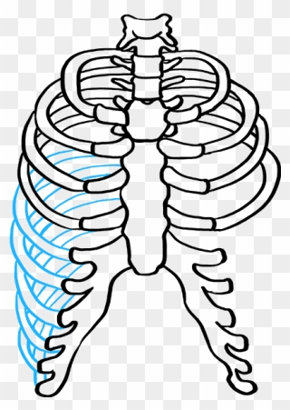 How To Draw Rib Cage - Ribcage Drawing Clipart