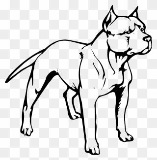 American Pit Bull Terrier Puppy American Bully - Pit Bull Head Drawing Clipart
