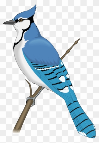 Blue Jay Clip Art - Blue Jay Bird Clipart - Png Download