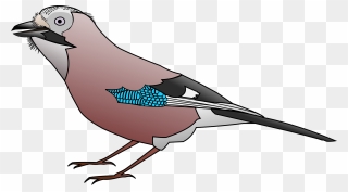 Jay Clipart Uk - Png Download