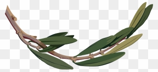 Olive Branch .png Clipart