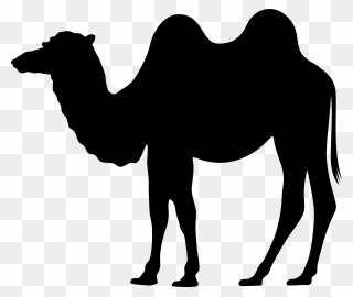 Dromedary Silhouette Clip Art - Png Download