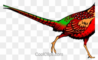 Pheasant Clipart - Png Download