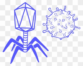 Coronavirus - Transparent Bacteriophage Clipart - Png Download