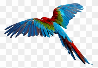 Colorful Flying Birds Png Clipart