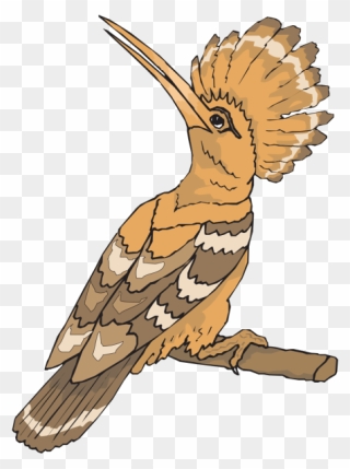 Perched Hoopoe Looking Back Png Images - Hud Hud Bird Drawing Clipart