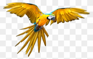 Flying Scarlet Macaw Drawing Clipart