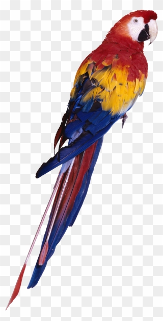 Bird Bird Macaw Parrot Clipart - Parrot Png Full Hd Transparent Png