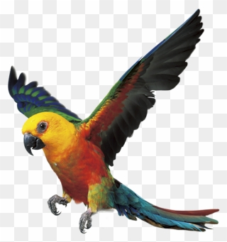 Parrot Bird Fly Png Clipart