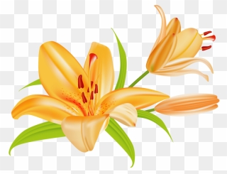 Transparent Window Clip Art - Flowers Clip Art Lily - Png Download