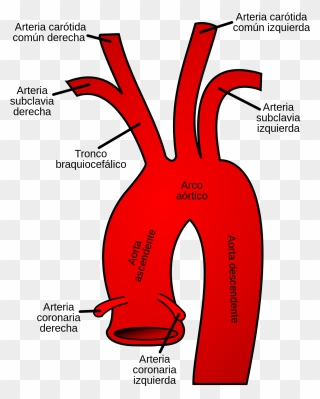 Transparent Ramas Png - Aortic Arch Clipart
