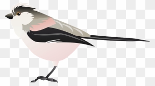 Long Tailed Tit Bird Clipart - Rose Breasted Grosbeak - Png Download