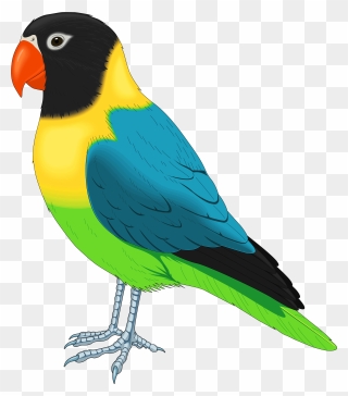 Bird Png Clipart - Pet Bird Clipart Transparent Png