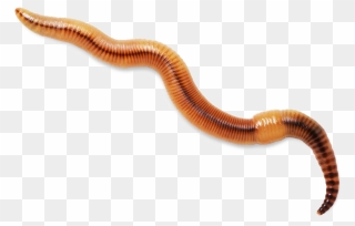 Worm Clipart Realistic - Worm Transparent Background - Png Download