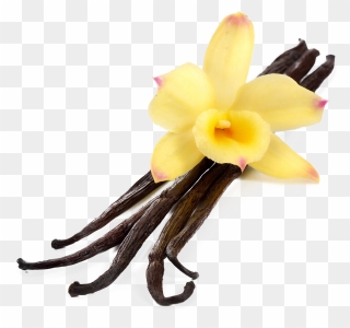 Flavor Extract Stock Photography - Transparent Vanilla Flower Png Clipart