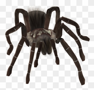 Spider Png Download - Tarantula Png Clipart