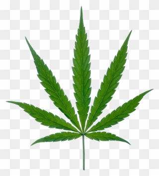 Cannabis Leaf Png Marijuana - Cannabis Leaf Clipart