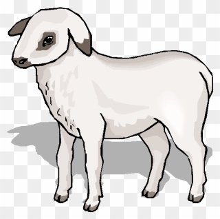 Sheep - Arabic Alphabet Clipart
