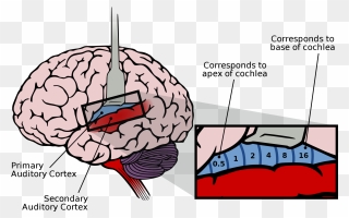 Auditory Cortex Frequency Map Clipart