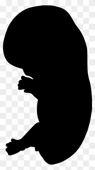 Embryo Silhouette Clip Art - Embryo Silhouette Png Transparent Png