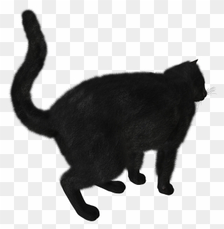 Black Cat Kitten - Black Cats Png Transparent Background Clipart