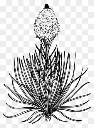 The Oregon Trail Coloring Book Colouring Pages Drawing - Bear Grass Flower Drawing Clipart