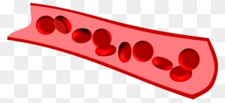 Erythrocytes On The Move - Circle Clipart