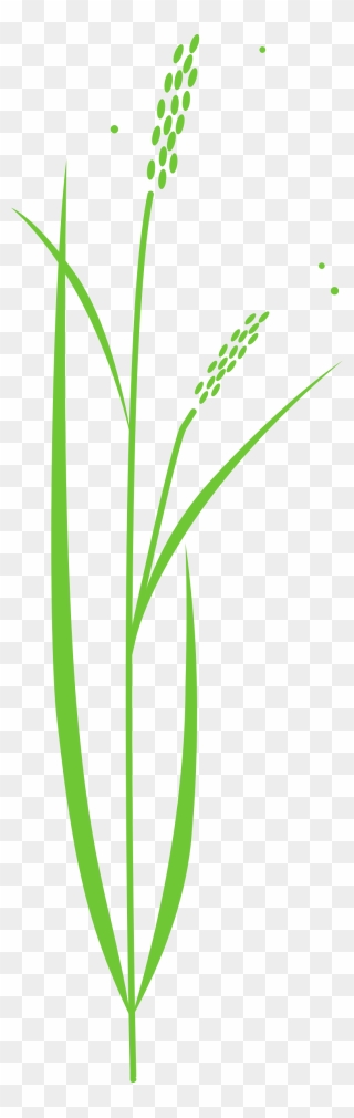 Rice Plant Clipart Black And White Png - Drawing Of Rice Plant Transparent Png