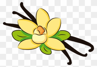 Vanilla Flower Clipart Banner Royalty Free Download - Vanilla Clipart Transparent Background - Png Download