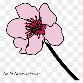 Nectarine-14 Clipart