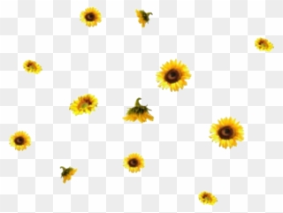 #flower #flowers #sunflowers #yellow #yellowtheme #yellowaesthetic - Overlay Aesthetic Transparent Background Clipart