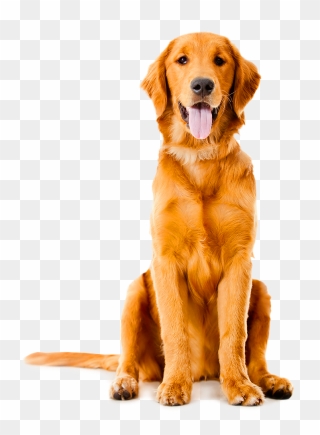 Golden Labrador Shepherd German Sitting Dog Pet Clipart - Golden Retriever Png Transparent Png