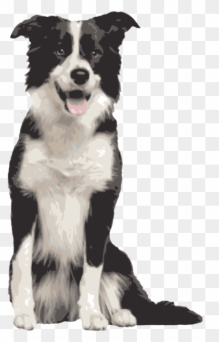 Border Collie Rough Collie Bearded Collie Dog Breed - Border Collie Sheep Dog Clipart