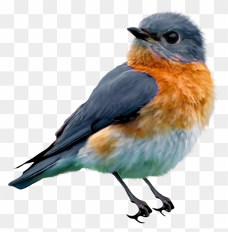 Pencil Drawings Of Bluebirds Clipart