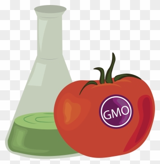 What"s Really Gmo Ing On"   Class="img Responsive True - Squash Clipart