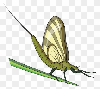Green Drake Mayfly Clipart - Butterfly - Png Download