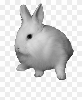 Domestic Rabbit Snowshoe Hare Clip Art - Rabbit Png Transparent Png