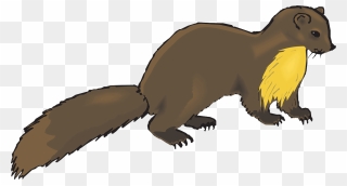 European Pine Marten Weasel Otter Mink Clip Art - Mink Clipart - Png Download