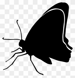 15 / Black Butterfly Clip Art Silhouette Image - Black Butterfly Png Transparent Png